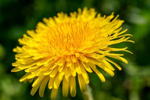 Close-up of the bright yellow flower of a common dandelion (Taraxacum sect. Ruderalia in front of