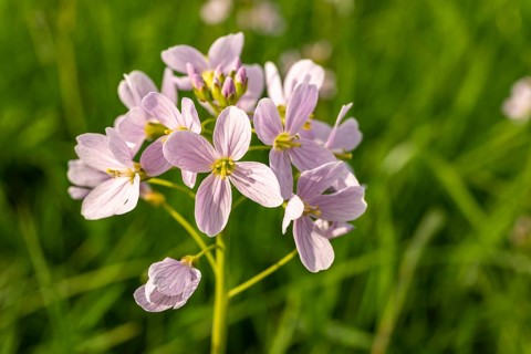 Pink-coloured inflorescences of meadow foamwort (Cardamine pratensis) in front of blurred green