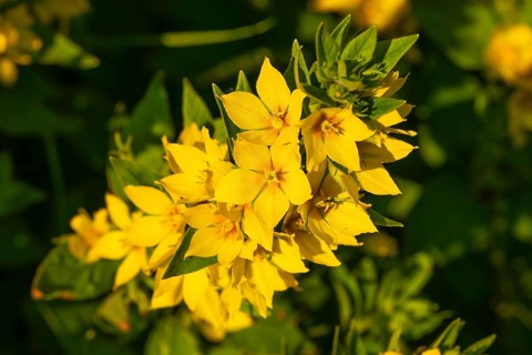 Yellow inflorescence of spotted loosestrife (Lysimachia punctata), Germany