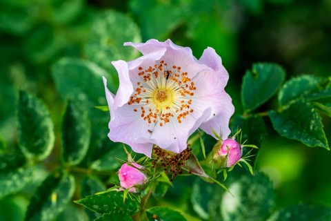 Close-up of the pink flower of a dog rose (Rosa canina) in front of green foliage, Germany