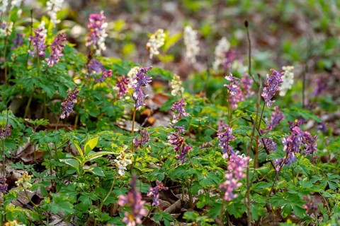 Hollow larkspur (Corydalis cava) with white and purple flowers in atmospheric light in a forest in