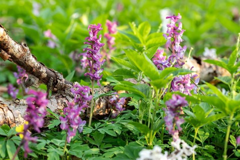 Hollow larkspur (Corydalis cava) with white and purple flowers in a forest in spring, Lower Saxony,