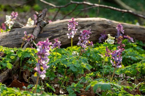 Hollow larkspur (Corydalis cava) with white and purple flowers in atmospheric light in a forest in