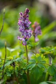 Close-up of Hollow larkspur (Corydalis cava) with purple flowers in a forest in spring, Lower