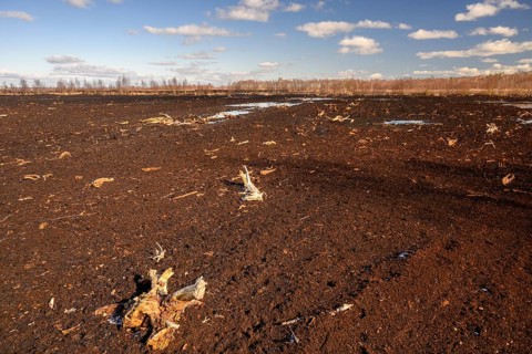 Peated hoochmoor black peat in cloudy skies with earthy colors and natural texture, Diepholzer