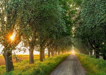 A rural path lined with green trees of a mulberry tree avenue (Morus spec.), through which the