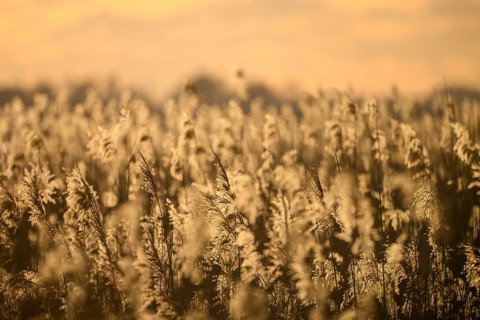 Reed field Reed reeds in the warm light of sunset with golden atmosphere, Lembruch, Lower Saxony,