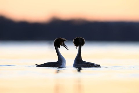 Two great crested grebes (Podiceps cristatus) in the water at sunset, romantic atmosphere,