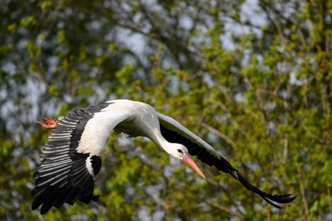 Stork White stork (Ciconia ciconia) in flight over a wooded landscape with outstretched wings,