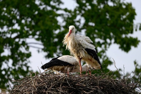 Two storks White storks (Ciconia ciconia) on a nest in front of a green foliage background under a
