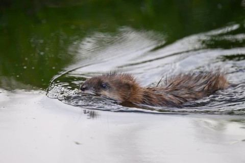 A muskrat (Ondatra zibethicus) swims through the water, which is reflected by trees in the