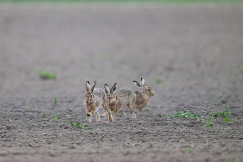 Group of three hares European hare (Lepus europaeus) on an open, dry field, Dümmer nature park