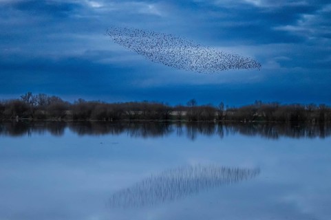 A flock of starlings (Sturnus vulgaris) flies over a calm body of water reflecting the sky, flock