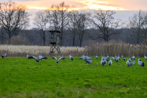 A group of cranes (Grus grus) in a meadow with a sunset in the background, cranes on a field in