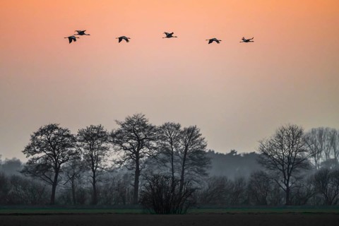 Cranes (Grus grus) flying over a quiet landscape at dusk, Dümmer nature park Park, Lower Saxony,