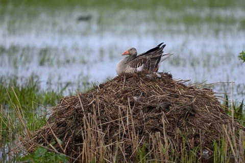 A grey goose (Anser anser) sitting on its nest of dry reeds surrounded by water Dümmer nature park