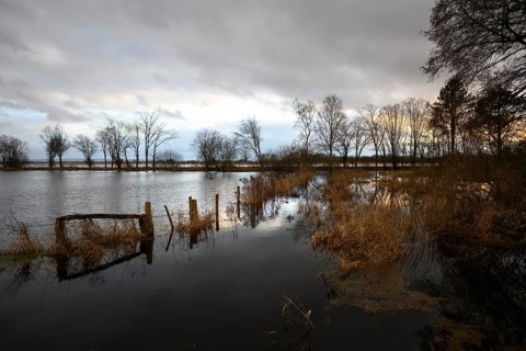 Flooded meadows in the western Dümmer lowlands, Schwege, Bohmte, Lower Saxony, Germany