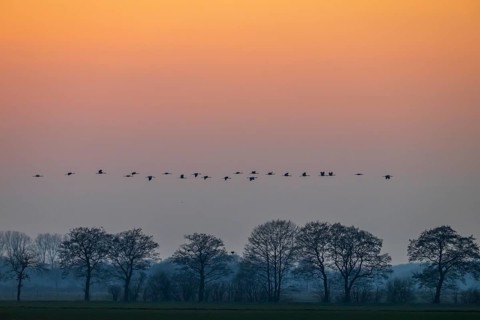 A line of cranes (Grus grus) flies over trees at dusk, Dümmer nature park Park, Lower Saxony,