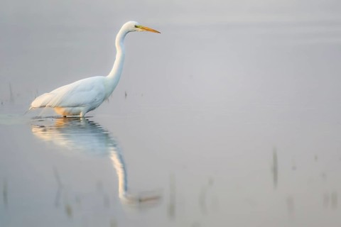 A Great Egret (Egretta alba, Ardea alba) stands in the water, its reflection visible, in a tranquil
