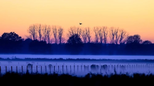 Foggy meadows landscape at sunrise, trees and birds visible as silhouettes, Boller Moor, Dümmer