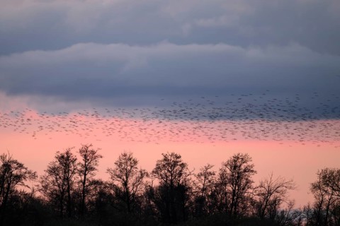 Flock of starlings (Sturnus vulgaris) flying over trees at sunrise, Dümmer nature park Park, Lower
