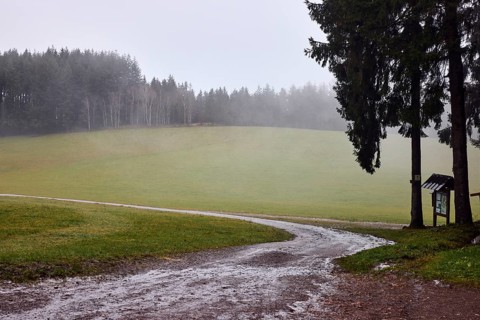 Coniferous forest, meadow, dirt road, curve, rainy, foggy, fog, dreary, cloudy, broad plain,
