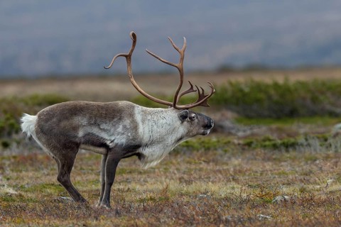 Typical posture of a reindeer bull (Rangifer tarandus) shortly in front of it makes its rutting