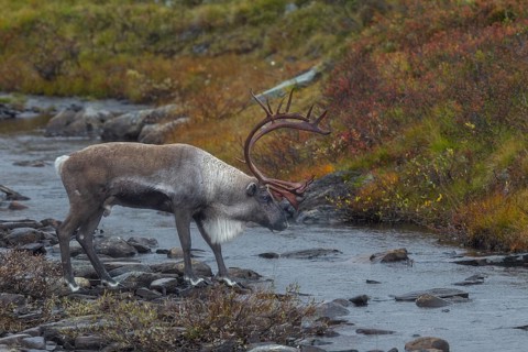 Reindeer bull (Rangifer tarandus) crossing a river in the tundra, rut, autumn, Sweden