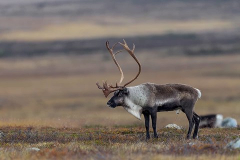 A reindeer bull (Rangifer tarandus) watches over his herd grazing in the tundra, rut, autumn,