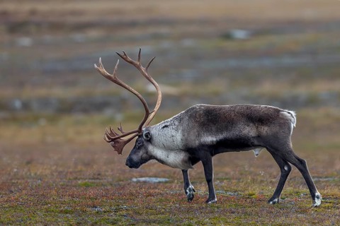A reindeer bull (Rangifer tarandus) walks across the autumn tundra during the rut, rut, autumn,