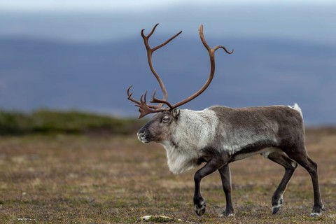 A reindeer bull (Rangifer tarandus) during the rut in search of females, rut, autumn, Sweden