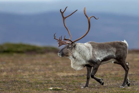 During the rut, reindeer bulls (Rangifer tarandus) are almost constantly on the move, rut, autumn,