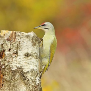 Grey-headed woodpecker (Picus canus), male sitting on a tree stump at the edge of the forest,