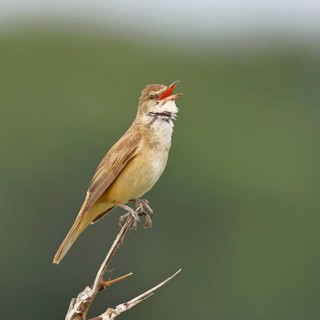 Great Reed Warbler (Acrocephalus arundinaceus), with open beak, singing, twittering, sitting on a