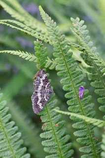 Short-cloaked moth (Nola cucullatella), also known as hedge grey moth or hedge small bear, is a