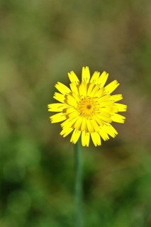 Mouse-ear hawkweed, also known as Lesser mouse-eared hawkweed or long-haired hawkweed (Hieracium