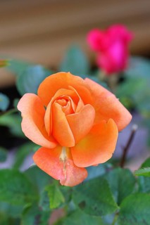 Rose blossom (Rosa sp.), orange flower, in a garden, Wilnsdorf, North Rhine-Westphalia, Germany