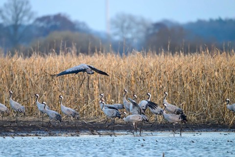 Cranes at the water (grus grus), one flies over the rest in the background withered mouse, Dümmer