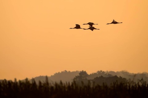 Cranes (Grus grus) flying towards the horizon over a tree-lined landscape, Dümmer nature park Park,