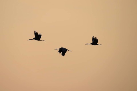 Three cranes (Grus grus) flying at a steady pace against the evening sky, Dümmer nature park Park,
