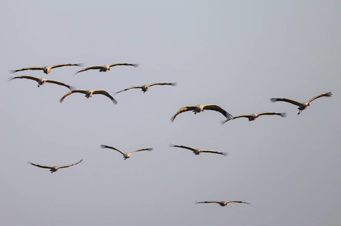 Cranes (grus grus) flying in formation against a cloudless sky, Dümmer nature park Park, Lower