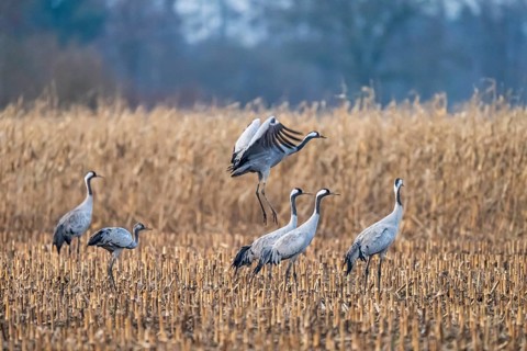 A crane (Grus grus) hops among other cranes in a field, Dümmer nature park Park, Lower Saxony,