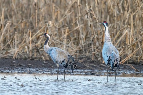 Two cranes (Grus grus) standing at the water's edge in front of reeds, Dümmer nature park Park,