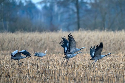 Cranes (grus grus) take off from a field and fly into the sky, Dümmer nature park Park, Lower