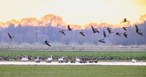 Flock of northern white-fronted geese (Anser albifrons) in flight over a meadow with puddles on