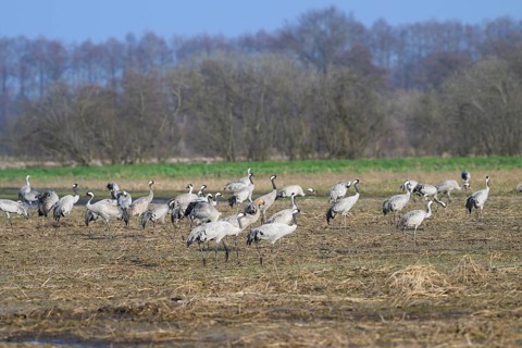 Several cranes (Grus grus) standing on a field with trees in the background under a blue sky,