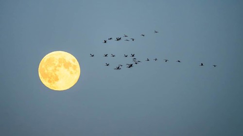 A group of cranes (Grus grus) flying in front of a large full moon in the night sky, Bugewitz,