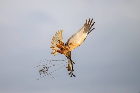 Marsh harrier (Circus aeruginosus) adult male in the air with outstretched wings against a light