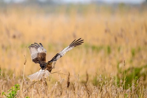 Marsh harrier (Circus aeruginosus) in the air with spread wings hovering over a field with reeds,
