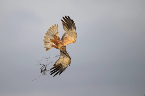 Marsh harrier (Circus aeruginosus) adult male in the air with outstretched wings against a